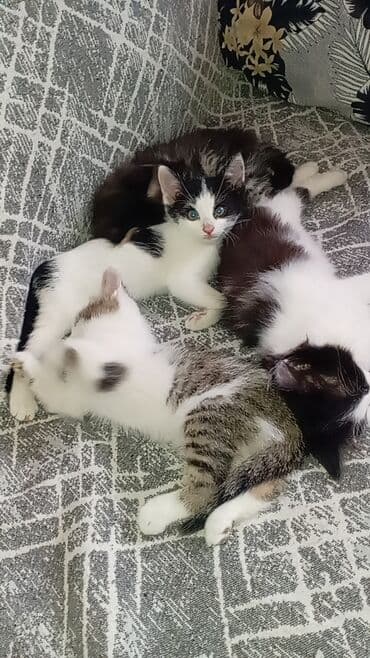 ucuz bala pişiklər: Tabbi, Dişi, Yaxşı əllərə, Pulsuz çatdırılma — 1