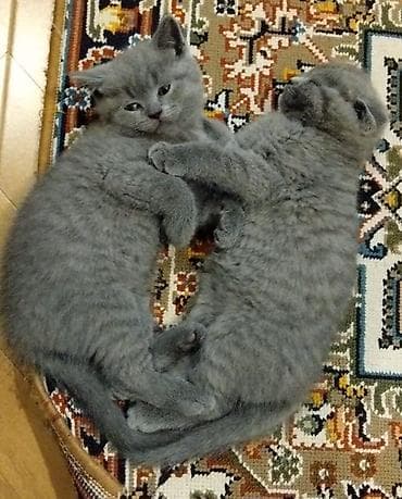 Şotland, Ünvandan götürmə