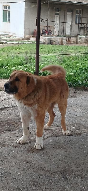 pitbull satışı: Qurdbasar, 1 il, Erkek, Peyvəndli, Pulsuz çatdırılma — 5