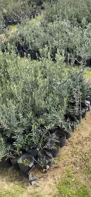 Bitki dərmanları: Zeytun ağaclarının topdan satişi — 2