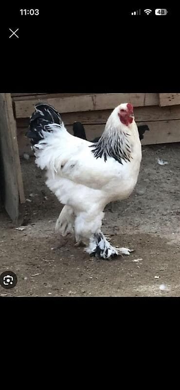 brama xoruzları: Brama yumurtasi mayali 2 manata 50 dən yuxari alan olsa 1.50 dən — 1