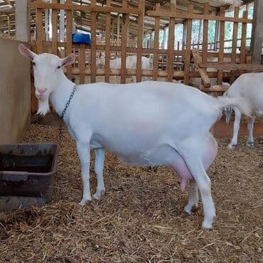 qoyun şəkli: Süd keçisi – yüksək südverməli, ağ rəngli, saqqallı dişi — 3