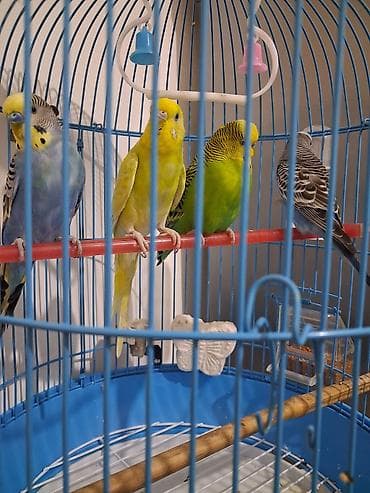 avçarka bala: Məhsul: Dalmatian naxışlı yaşıl-sarı büdcərigar (dalmatin/quşcığaz – — 6