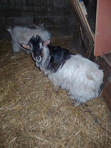 çəpiş əti: Erkək, il: 1, Damazlıq — 4