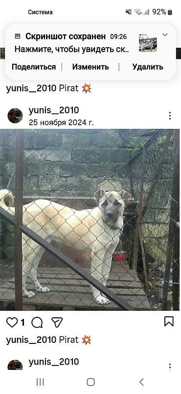 satılan itler: Kanqal — 9