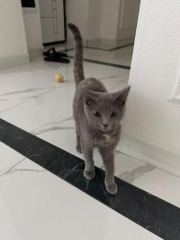 pisik esyalari: 7 aylıq dişidir. Qıymətsiz veriləcək. Aşıları tamdır — 3