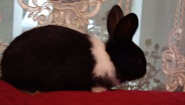 velikan dovsan satisi: Bala doşanlar satılır erkeyli dişili isdiyən buyursun — 3