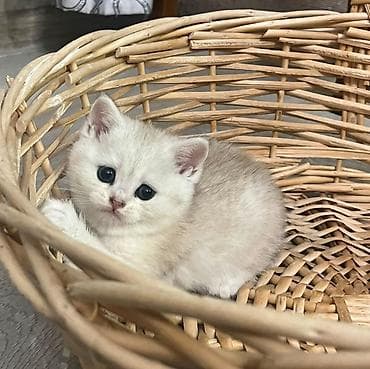 Qızıl şinşilla, Erkək, Dişi, Yaxşı əllərə, Ünvandan götürmə, Ödənişli çatdırılma lalafo.az -da Qızıl şinşilla, Erkək, Dişi, Yaxşı əllərə, Ünvandan götürmə, Ödənişli çatdırılma