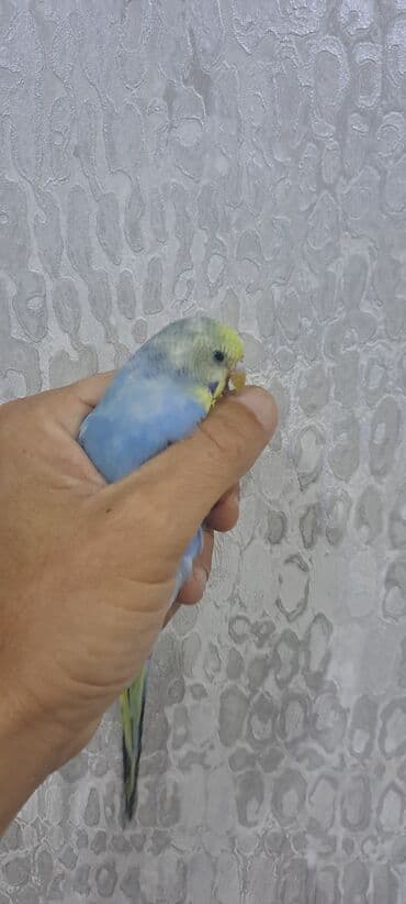 quş yuvasi: Bu tutuquşu mavi və sarı rənglərdədir. O, insan əlində rahatlıqla — 2