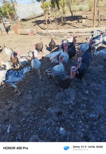 Salam hündüşqa satlr