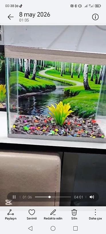 turba: Satiwi 🐬Ağ şəffav danio ve glofishler 0.40azn 🦈 Danio baligi olcu 2 — 2