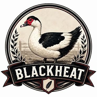 afcarka satışı: (“Blackheat”) ördəkləri – damazlıq təmiz qan. yumurtasi ve cücələri — 1