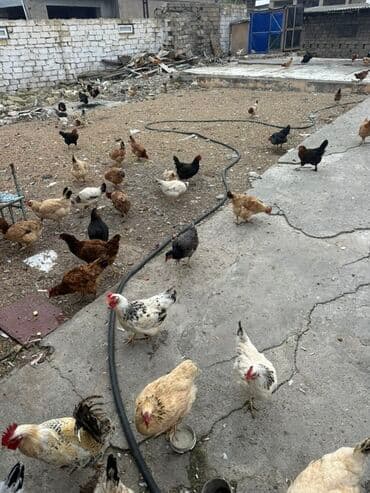 toyuq sortları: Toyuq, Yumurtalıq, Ödənişli çatdırılma — 2