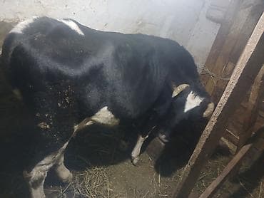 qusar inek: Əla kökdü arpa yarmasda olub — 4