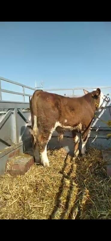 Mercedes-Benz: Satışda: ətlik istiqamətli dana - Cins tipi: Simmental qarışığı — 5