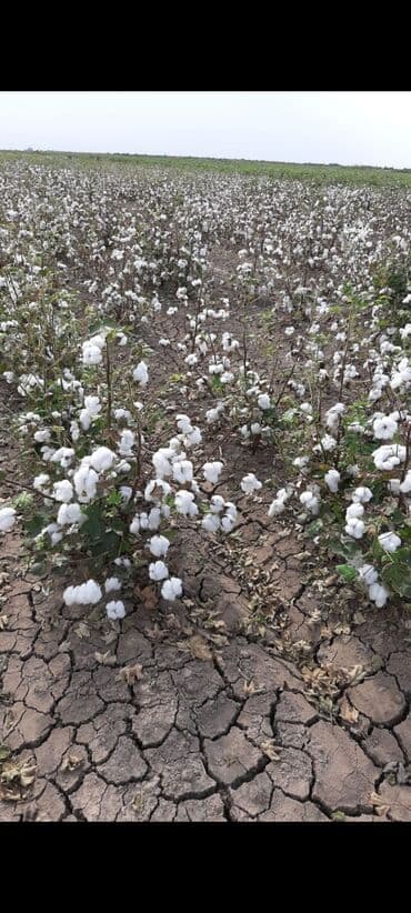 сдается 3 комнатная квартира: 40000 sot, Kənd təsərrüfatı, Mülkiyyətçi, Müqavilə — 6