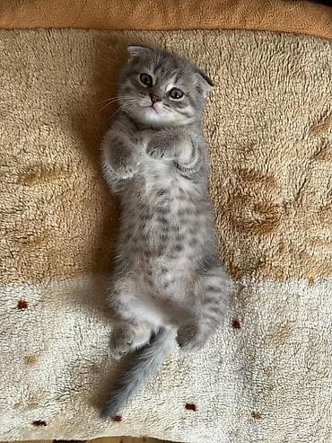 pişiy pulsuz: Şotland yastı qulaq — 4