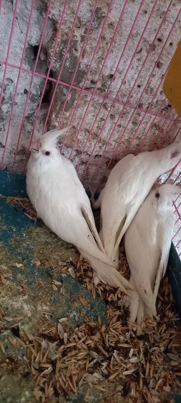 sağlam həyat sağlamlıq mərkəzi: Salam ilk ozce yazini hamisini oxuyun sonra elaqe saxliyin hardasa bir — 5