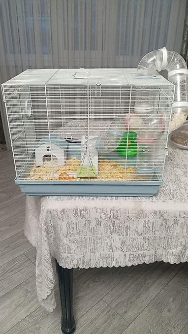 ev itleri balaca: Ağ rəngli cücərtili Cırtdan hamsterlər (xurma gözlü), qəfəs və — 7