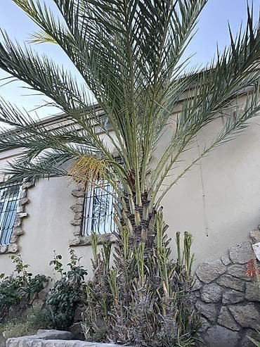 palma ağacı: Xurma palması (Phoenix dactylifera) - Növ: Xurma palması — 2