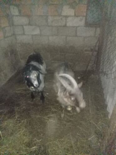 simmental inək cinsi: 2 ədəd erkek cepiş real alıcıya endirim var şeki — 1