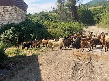 jersey cinsi: Qoyun-keçi sürüsü satılır 67 heyvandi 5 quzu 7 ana keci 7 side — 1