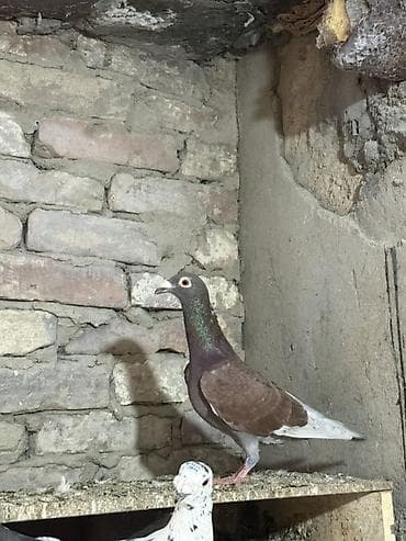 qirmizi bas goyercin: Qızğın drakon erkey cavan erkeydi super birşeydi çox iridi — 1