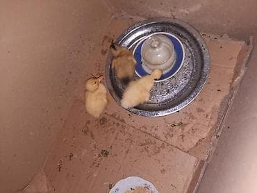 lal ördək: Məhsul: ördək bala­ları (3 ədəd) Təsvir: - Rəngi: krem-sarı (birinin — 2