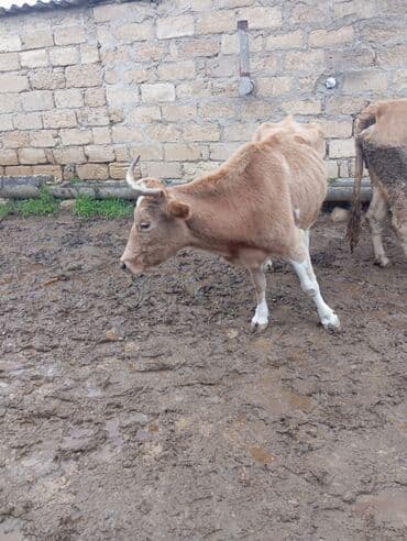 erkek dana satilir: Südlük/damazlıq inək - Cins: yerli qarışıqlıq, açıq-qəhvəyi rəngli — 1