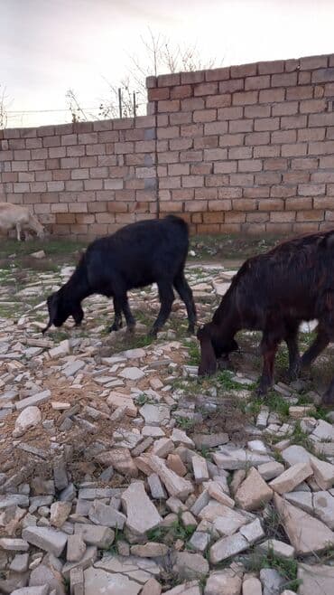alman afçarkası balası: Təmiz dişi cins hələb. sağlam aktiv heyvandilar. qiymət birinə aiddir — 4