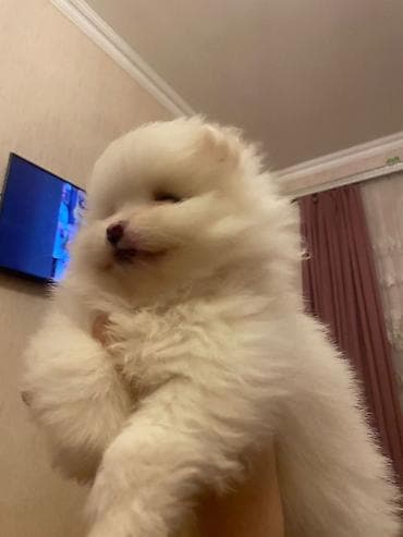 xaski itləri: Şpitz, 2 ay, Erkek, Peyvəndli, Ünvandan götürmə — 1