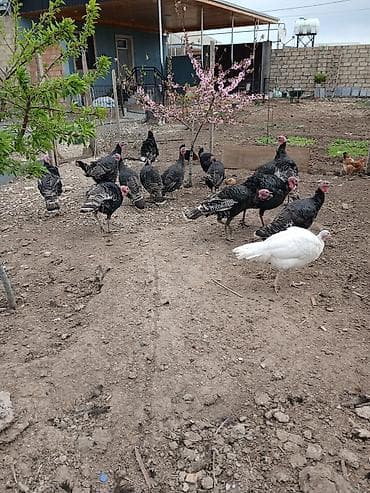 yemler: Məhsul: Hinduşka sürüsü Təsvir: - Şəkillərdə açıq həyət şəraitində — 1