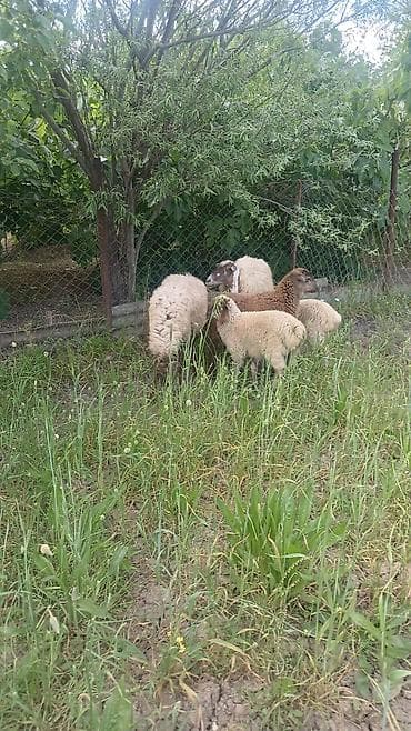 alman ovcarkası kucukləri: 2 Qoyun 3 quzu Biri ekiz balali biri tek balali Qoynlar bogazdi hazrda — 1