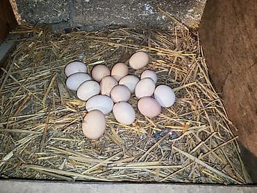 Inəklər, öküzlər: Toyuq, Yumurtalıq, Ünvandan götürmə — 8