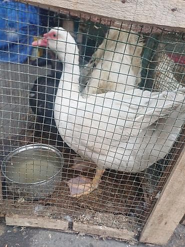 Pişiklər: Məhsul: Muskoviy ördəkləri (indoutka)salam bele yerli lal ordek var — 2