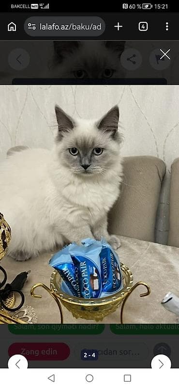 Животные: Шиншилла, Самка, В добрые руки — 2