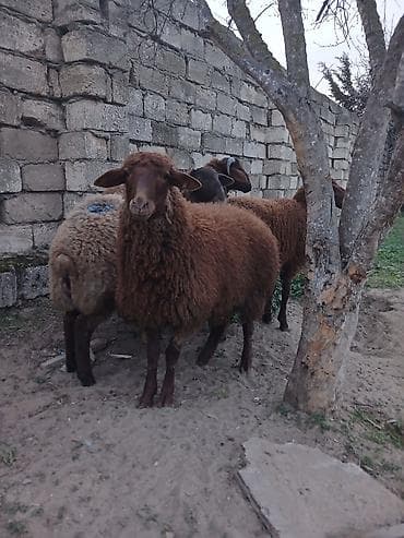 Куры: Quzudular 2 si erkəkdi biri dişi son asaqi yeri cüzi olar — 5