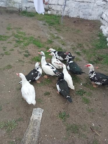 Зоотовары: 4 dene dışı 5erekey satlir erkey 20 manat dişler 15 Real alcilar — 2