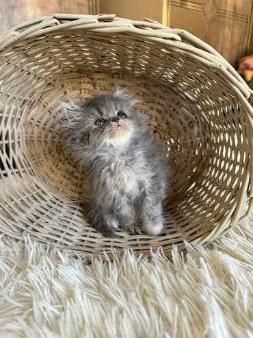 şotlan pişik: Şotland yastı qulaq, Erkək, Dişi, Yaxşı əllərə, Ünvandan götürmə, Pulsuz çatdırılma, Ödənişli çatdırılma — 181