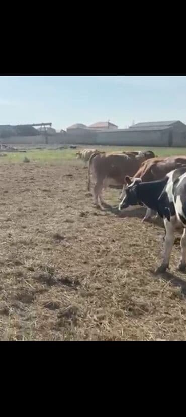 inek satislari: Simental və Holştayn növlərinə oxşayan iri buynuzlu mal-qara sürüsü — 4