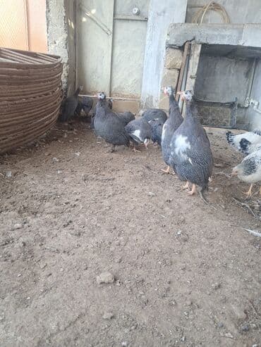 Inəklər, öküzlər: 15 ədəd firəng quşu 120 azn — 2