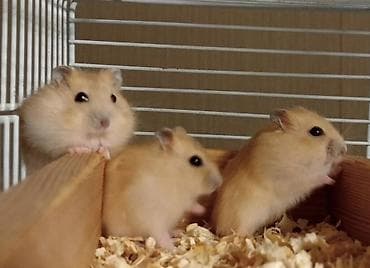 xamyak nedir: Cücərtili, mehriban xırda gəmiricilər – hamsterlər - Növ: dekorativ — 3