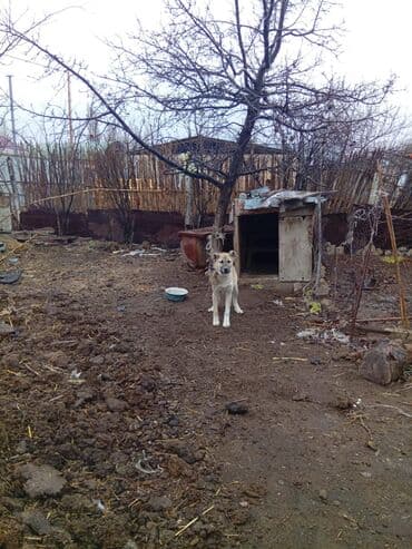 pidbul iti: Kanqal, 6 ay, Dişi, Ünvandan götürmə — 9