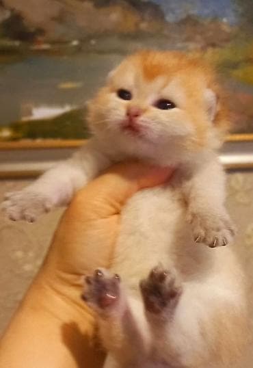 Erkək, Yaxşı əllərə, Ünvandan götürmə