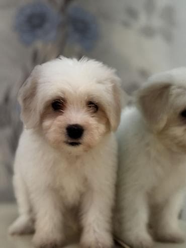 cins heyvanlar: Peyvəndli — 7