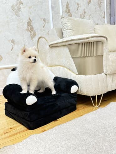 pitbul erkek: Шпиц, 3 месяца, Самец — 1