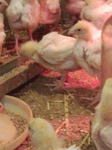 qırqovul cücələri: Toyuq cücələri, Ətlik — 2