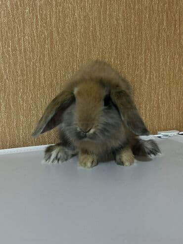 dovşan evi: Miniatür asmaqulaq dovşan balaları 25-35 arasidir her biri . Toplu — 3