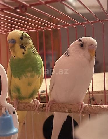 Quşlar: 2 ədəd Tutuquşu (Popuqay) Sağlam qușlardır
Quşlar Qaraçuxurdadı — 3