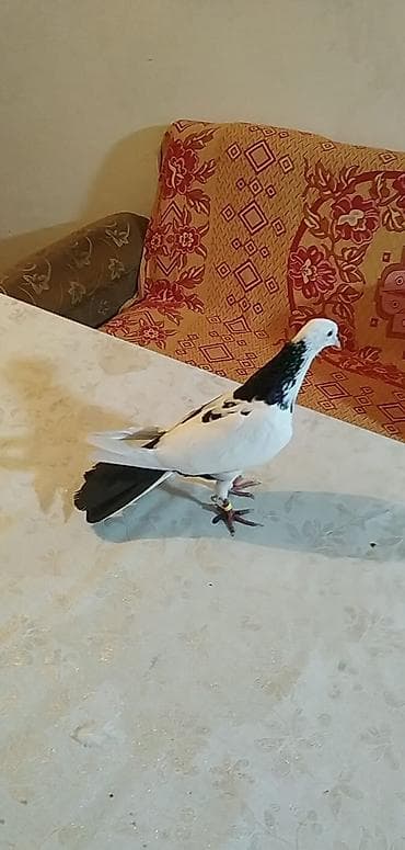 Göyərçinlər: Məhsul: Ev göyərçini (rəngarəng) Təsvir: - Zərif quruluşlu, uzun — 2